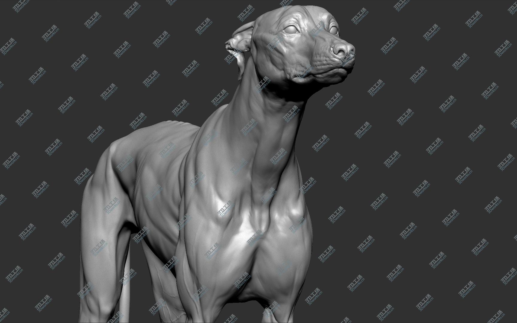 images/goods_img/20210313/3D Greyhound Dog VFX Zbrush Sculpt model/5.jpg